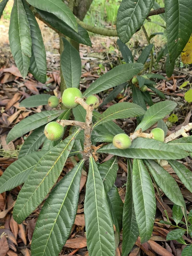白玉枇杷