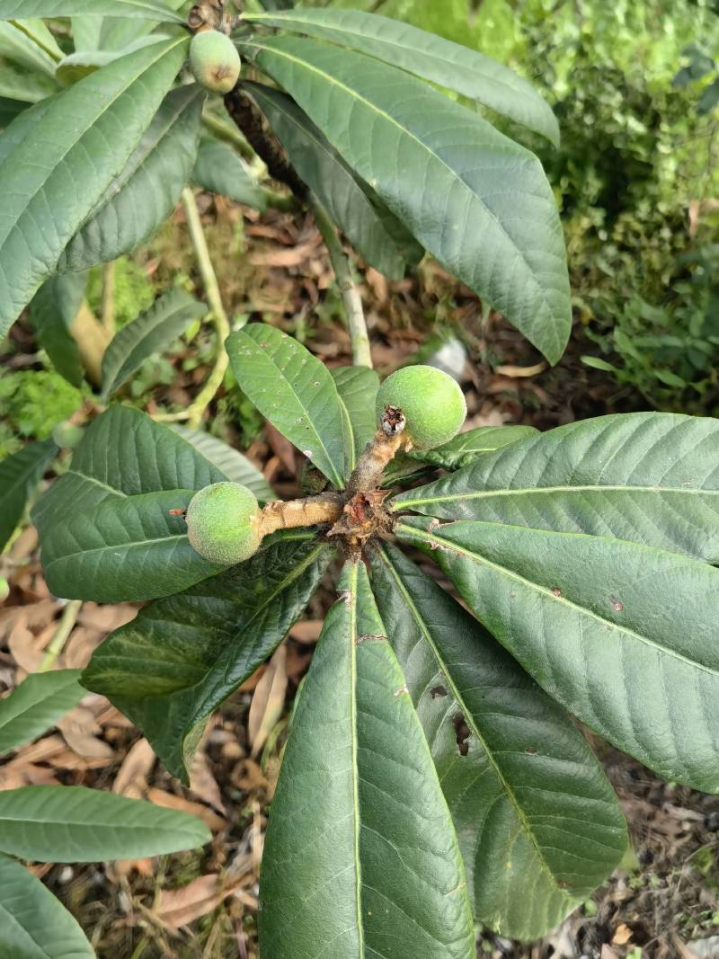 白玉枇杷