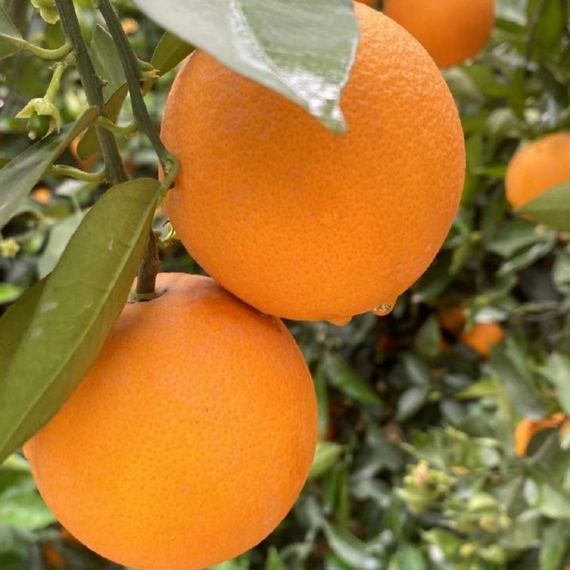 【诚信商家】纽荷尔脐橙九月红果冻橙长虹橙欢迎实地看货
