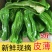 新鲜青辣椒，时令蔬菜现摘现发，温棚里的辣椒