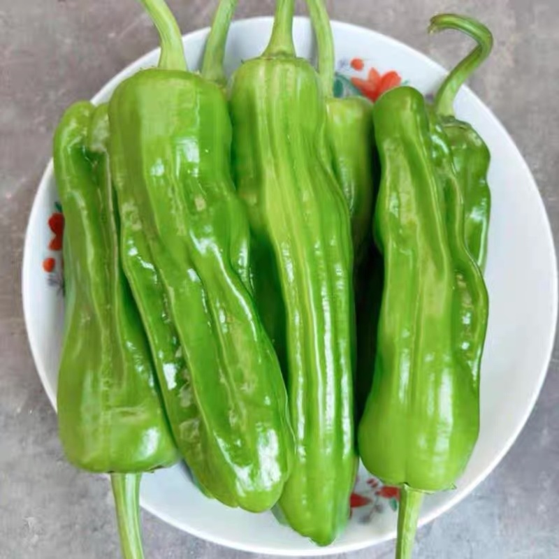 新鲜青辣椒，时令蔬菜现摘现发，温棚里的辣椒