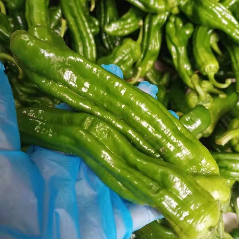新鲜青辣椒，时令蔬菜现摘现发，温棚里的辣椒