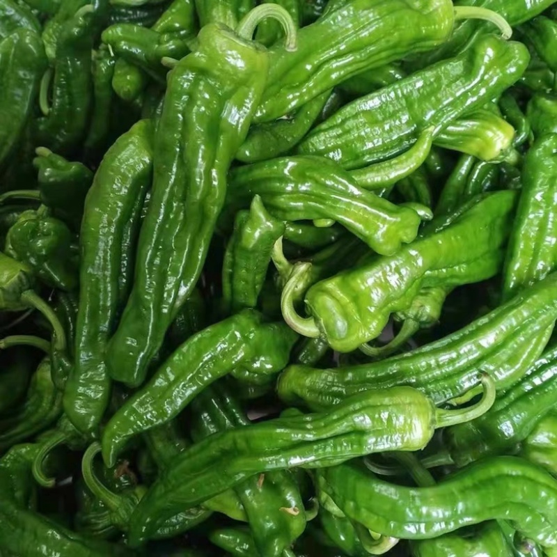 新鲜青辣椒，时令蔬菜现摘现发，温棚里的辣椒