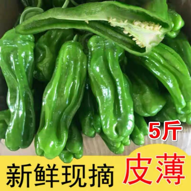 新鲜青辣椒，时令蔬菜现摘现发，温棚里的辣椒