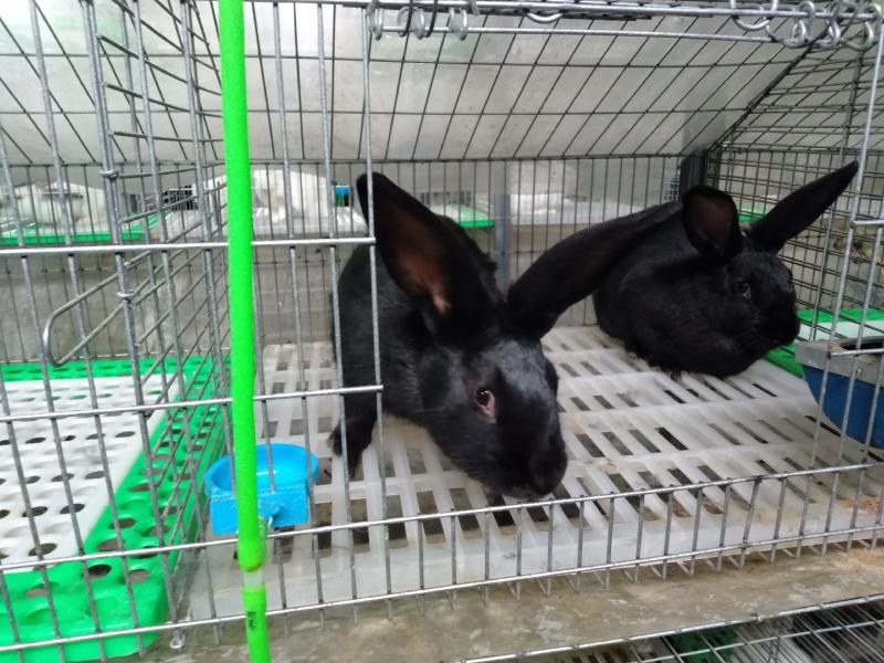 伊拉兔育肥肉兔种兔商品兔幼崽疫苗已做包成活包技术