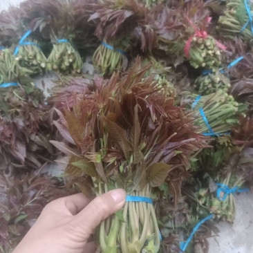 红油香椿芽批发，大量上市供应