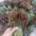红油香椿芽批发，大量上市供应