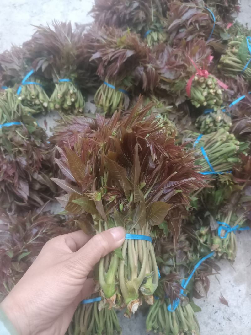 红油香椿芽批发，大量上市供应