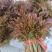 红油香椿芽批发，大量上市供应