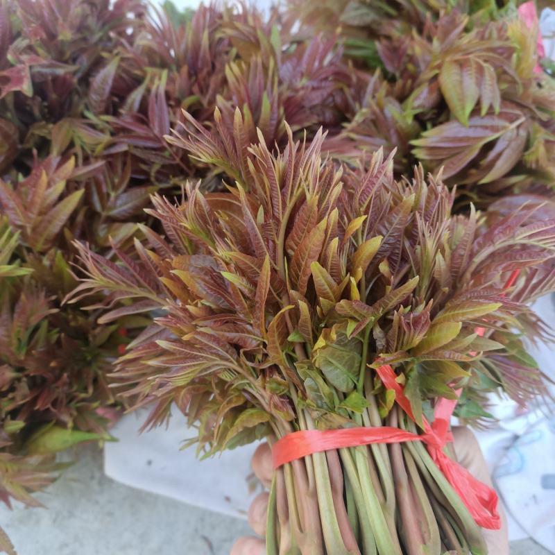 红油香椿芽批发，大量上市供应
