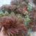 红油香椿芽批发，大量上市供应