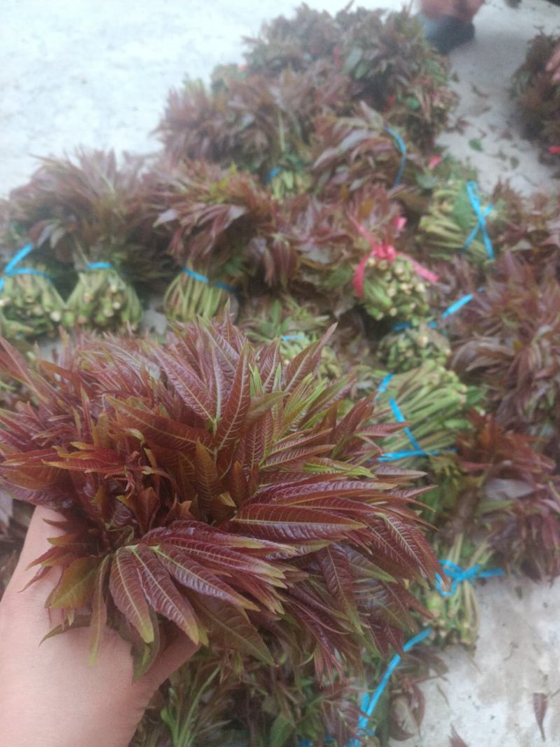 红油香椿芽批发，大量上市供应