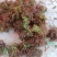 红油香椿芽批发，大量上市供应