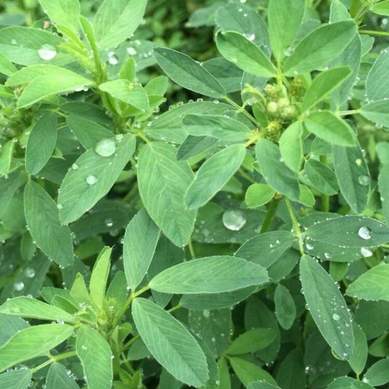 紫花苜蓿草种子苜蓿种子多年生四季牧草鸡鸭鹅兔鱼牛羊马牧草