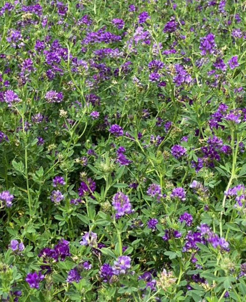 紫花苜蓿草种子苜蓿种子多年生四季牧草鸡鸭鹅兔鱼牛羊马牧草
