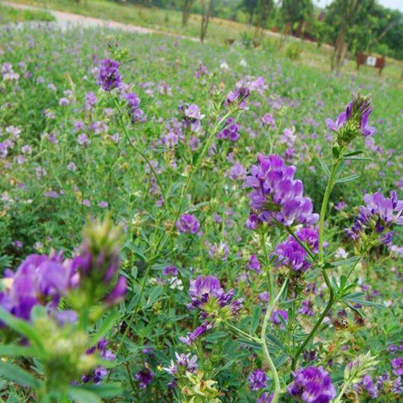 紫花苜蓿草种子苜蓿种子多年生四季牧草鸡鸭鹅兔鱼牛羊马牧草