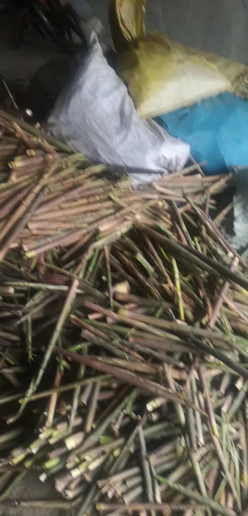 竹笋