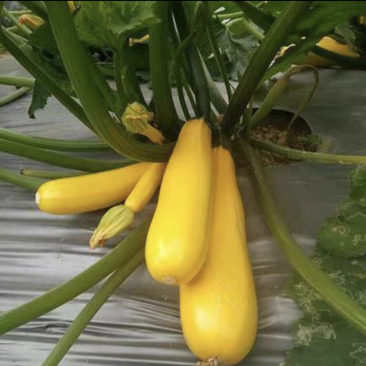 寿光市香蕉西葫芦