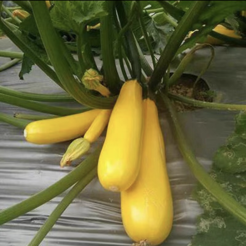 寿光市香蕉西葫芦