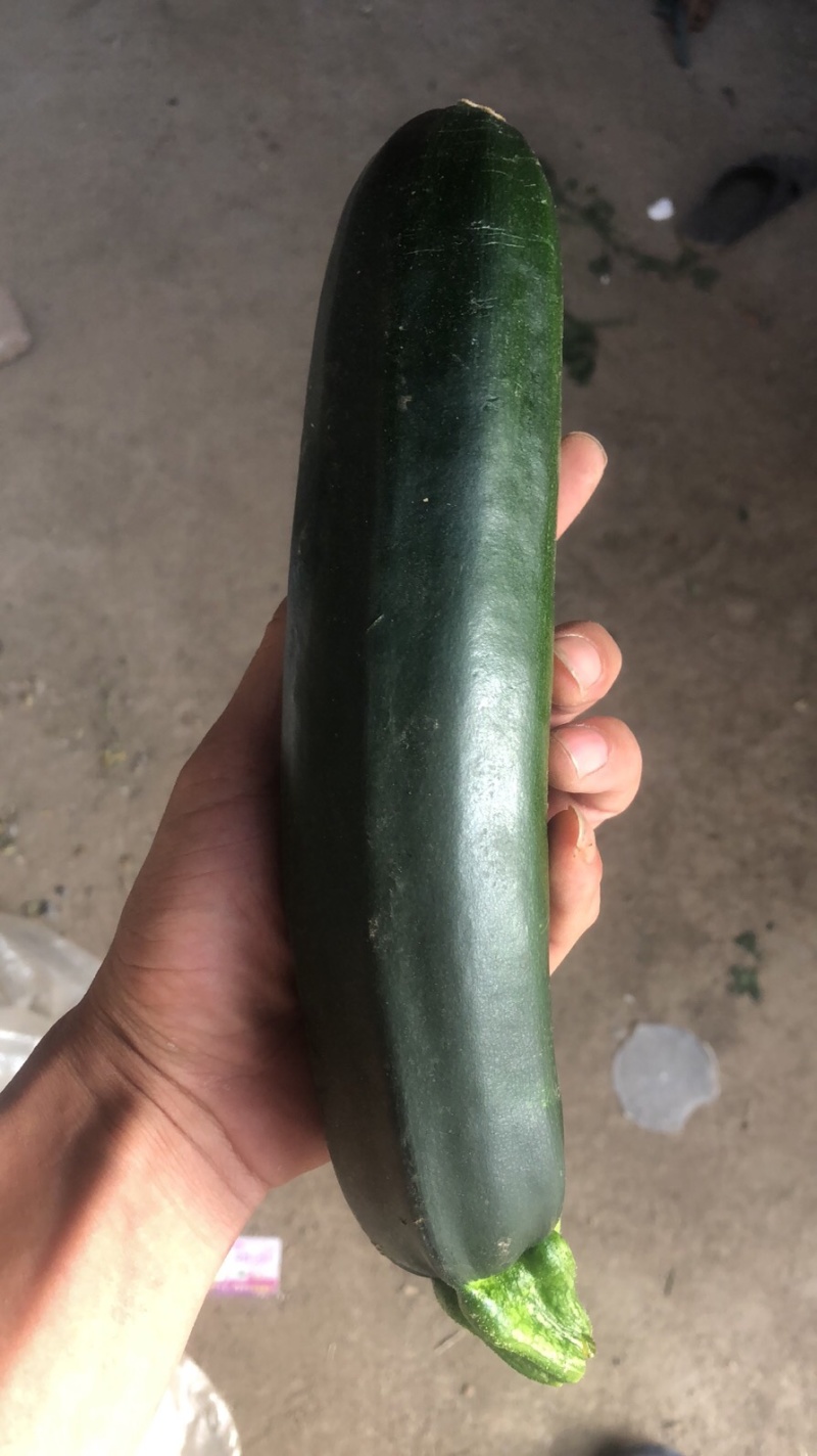 寿光市香蕉西葫芦