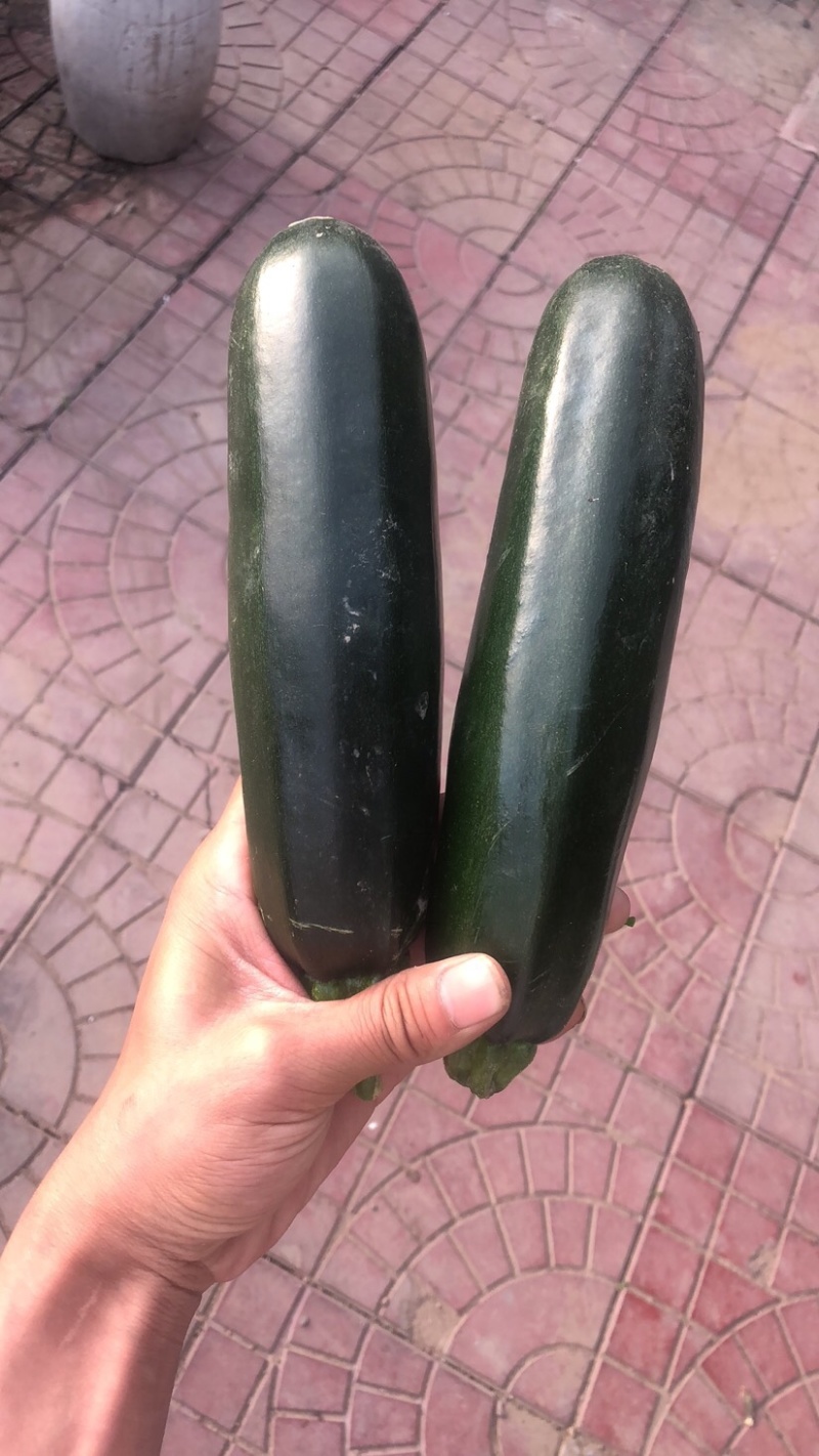 寿光市香蕉西葫芦