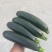 寿光市香蕉西葫芦