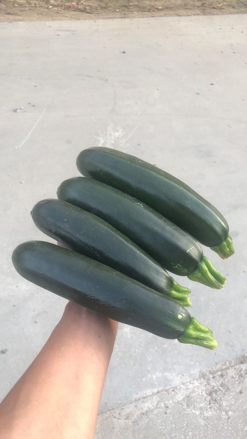 寿光市香蕉西葫芦
