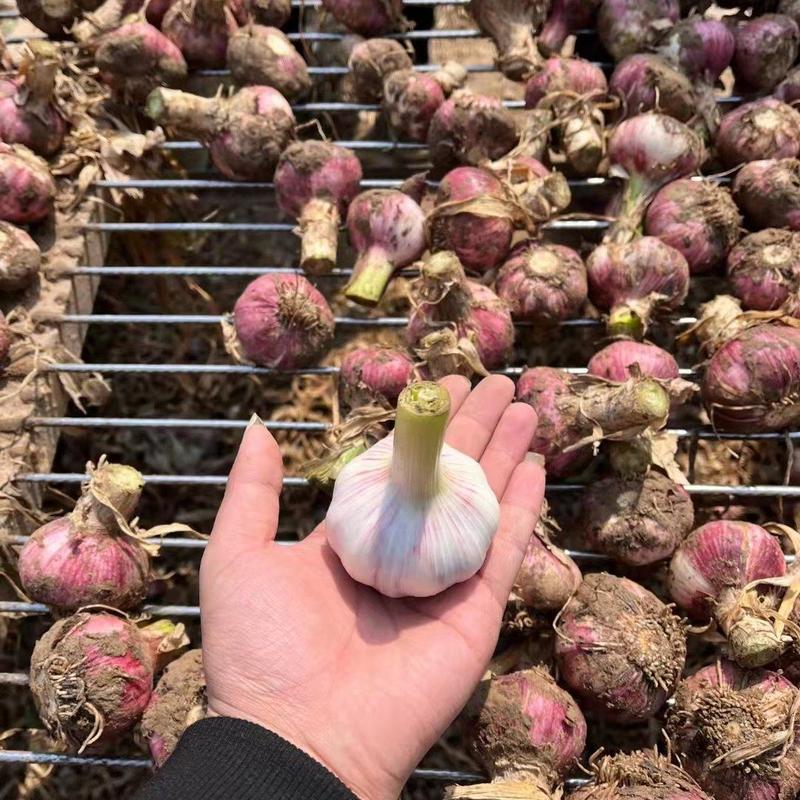 河南鲜大蒜，大量上市紫皮早熟新鲜大蒜头供应市场电商超市