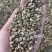 墨西哥玉米草种进口牧草种籽高产养殖草籽可再生猪牛羊兔畜禽