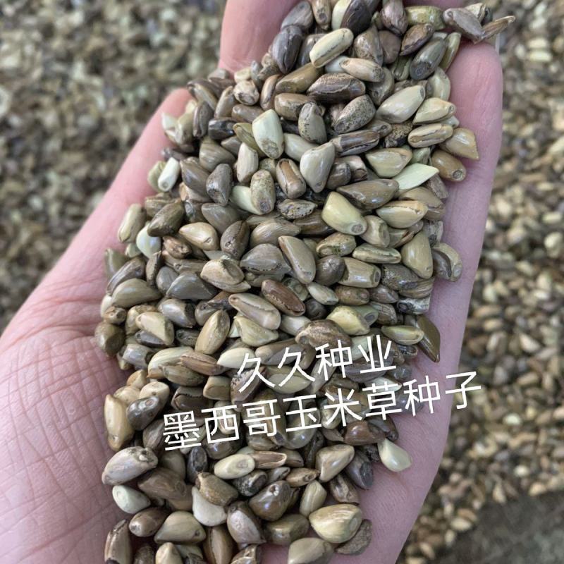 墨西哥玉米草种进口牧草种籽高产养殖草籽可再生猪牛羊兔畜禽
