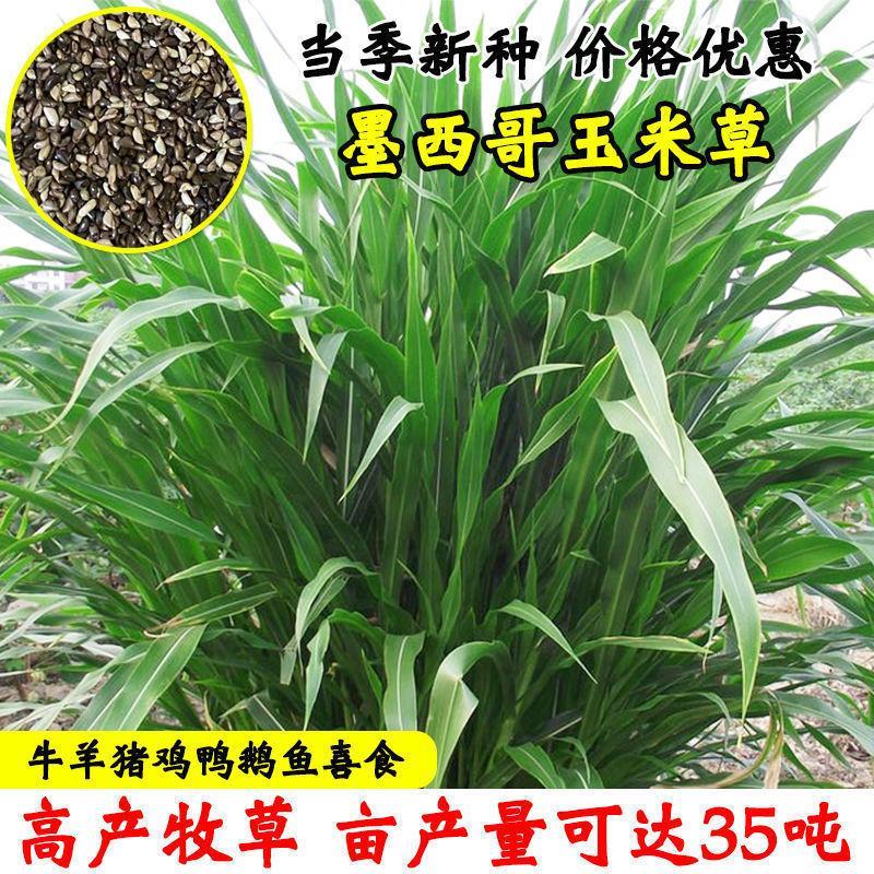 墨西哥玉米草种进口牧草种籽高产养殖草籽可再生猪牛羊兔畜禽