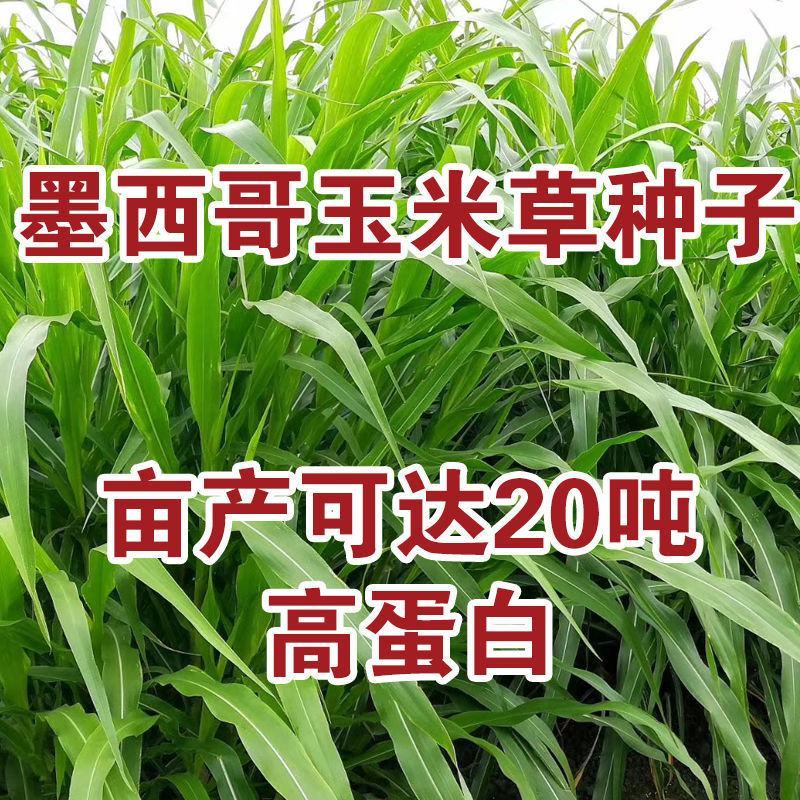 墨西哥玉米草种进口牧草种籽高产养殖草籽可再生猪牛羊兔畜禽