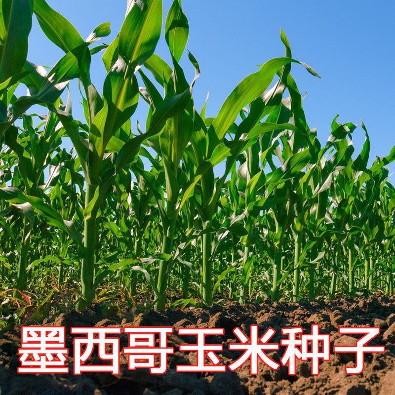 墨西哥玉米草种进口牧草种籽高产养殖草籽可再生猪牛羊兔畜禽