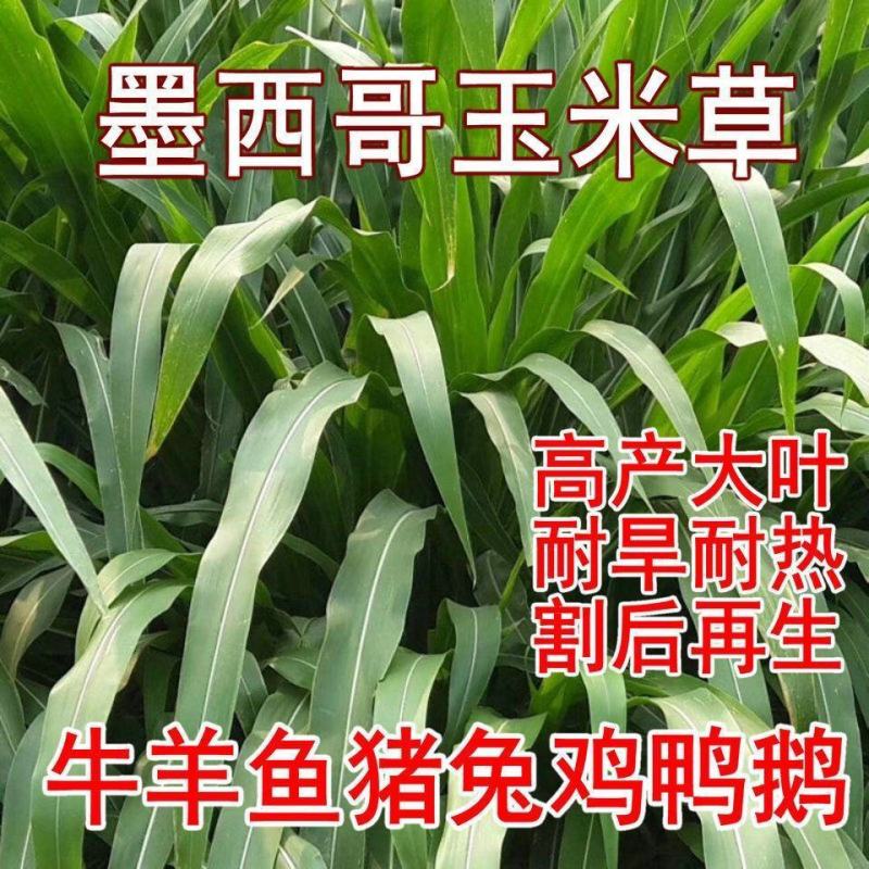 墨西哥玉米草种进口牧草种籽高产养殖草籽可再生猪牛羊兔畜禽