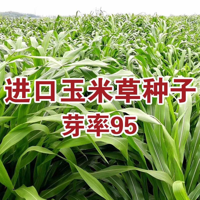 墨西哥玉米草种进口牧草种籽高产养殖草籽可再生猪牛羊兔畜禽