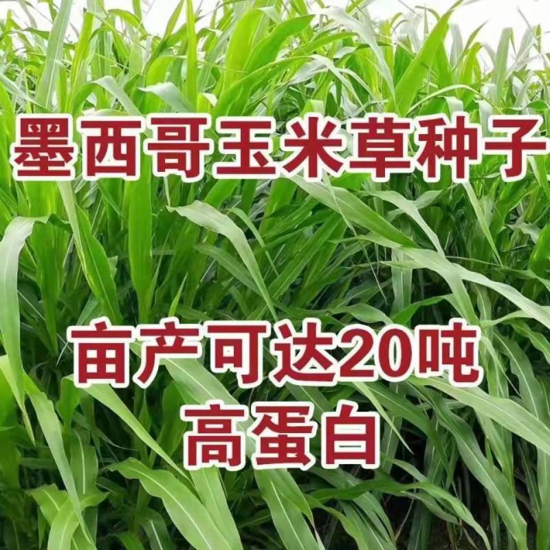 墨西哥玉米草种进口牧草种籽高产养殖草籽可再生猪牛羊兔畜禽