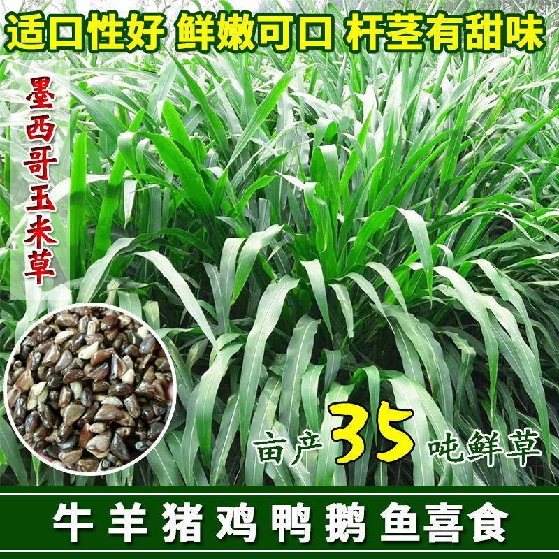 墨西哥玉米草种进口牧草种籽高产养殖草籽可再生猪牛羊兔畜禽