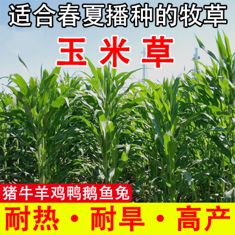墨西哥玉米草种进口牧草种籽高产养殖草籽可再生猪牛羊兔畜禽