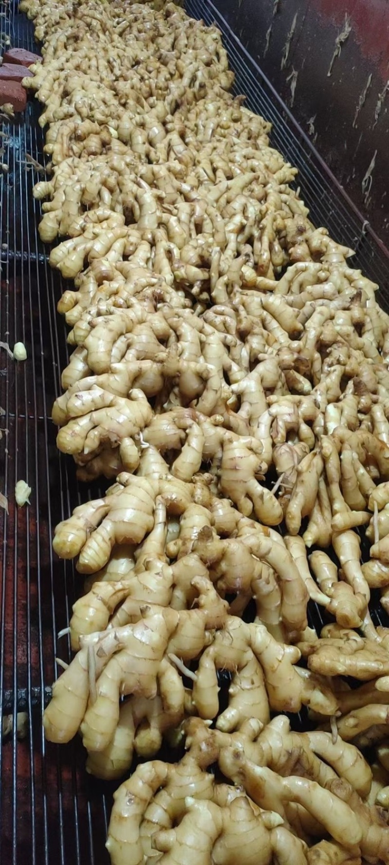 今日今日唐山姜批发价