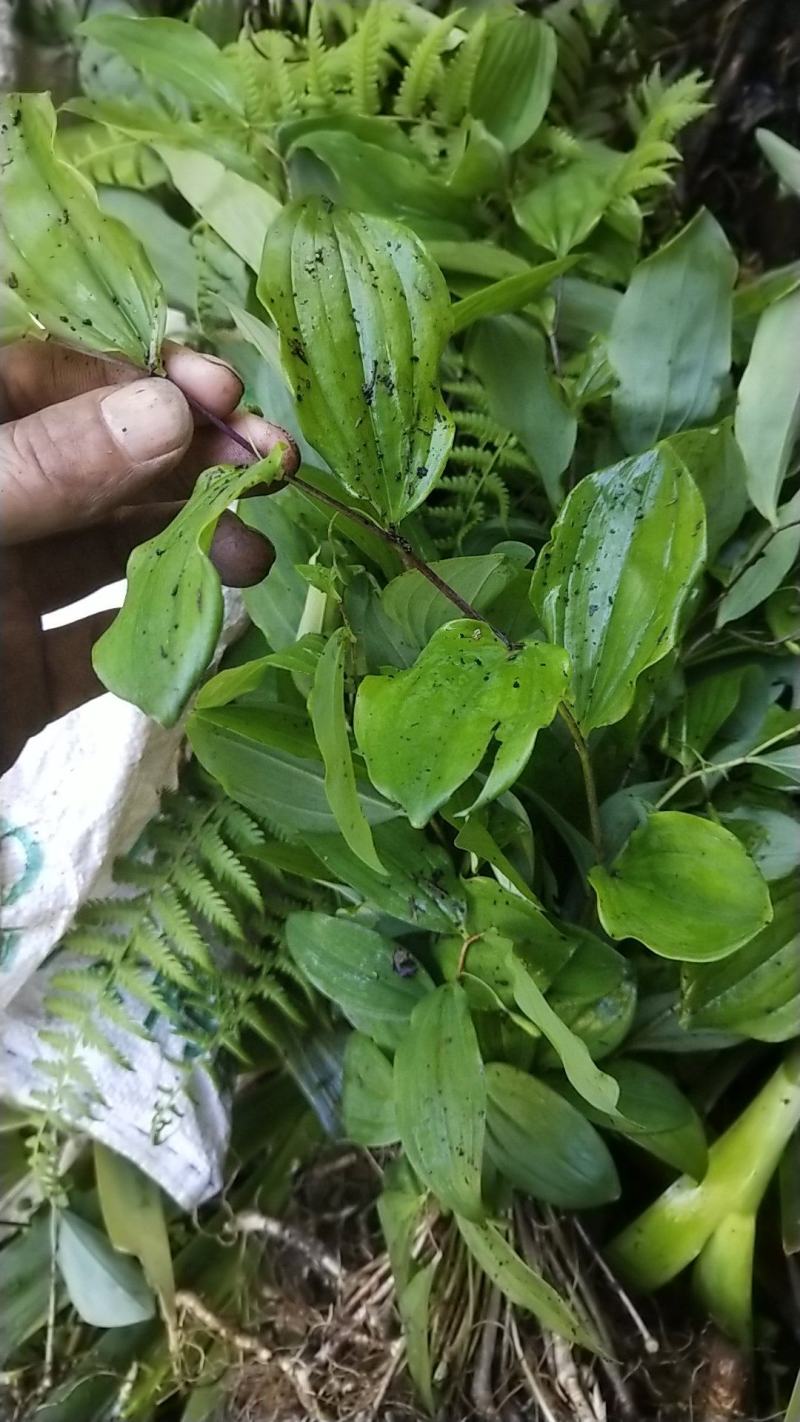 野生玉竹苗300颗起，五万颗以上包邮到家，通货