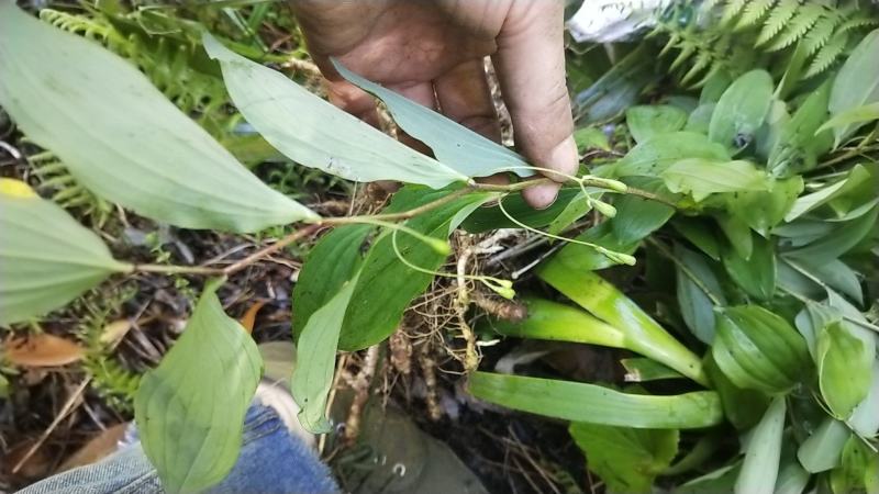 野生玉竹苗300颗起，五万颗以上包邮到家，通货