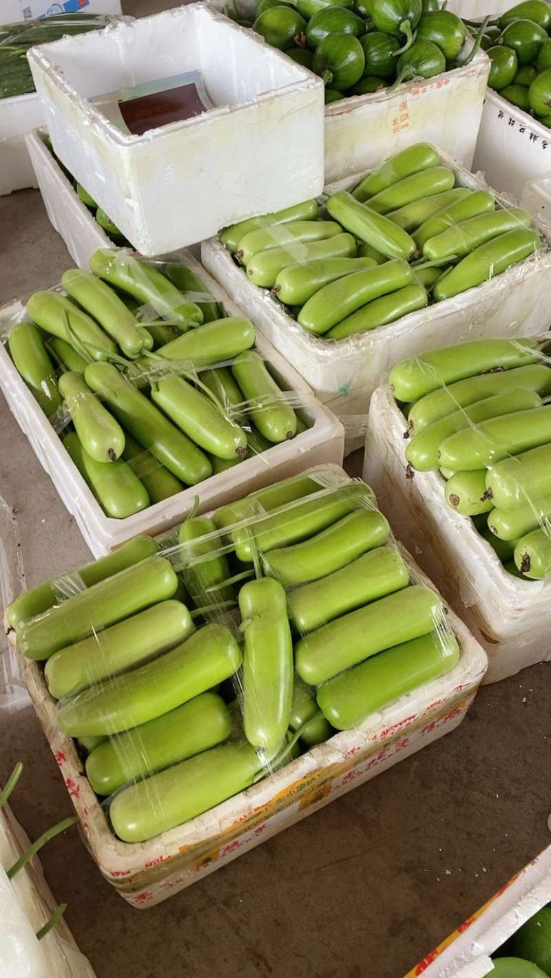 短蒲瓜，园蒲瓜，瓠瓜，花皮小南瓜，青南瓜，