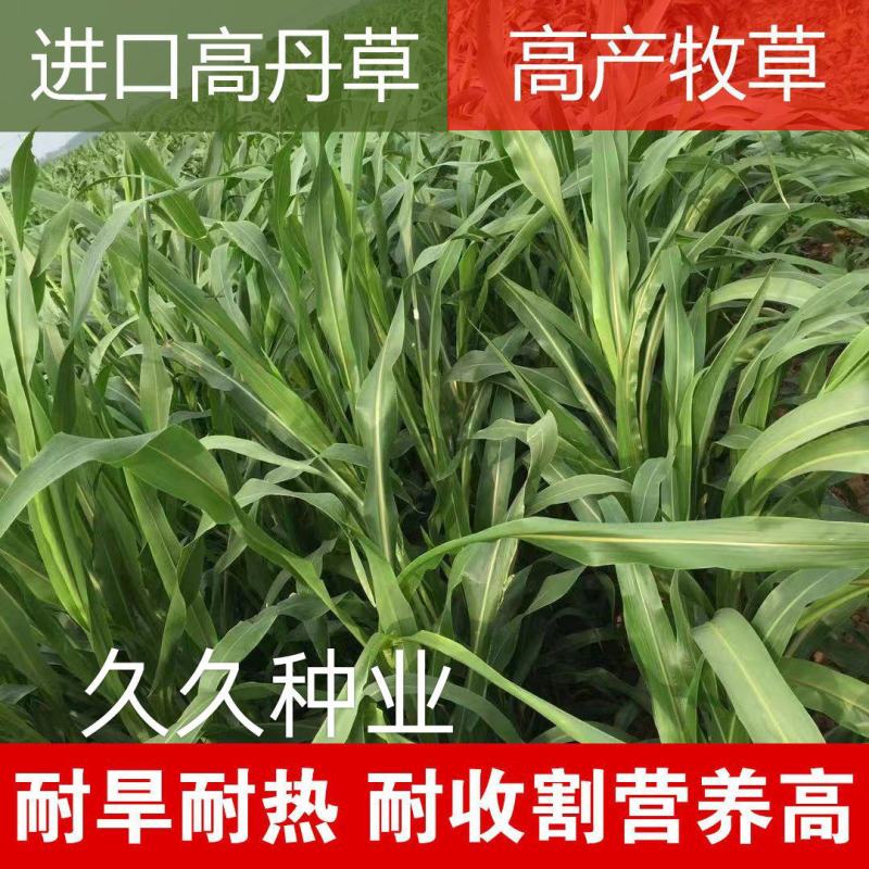 高丹草种子牧草种籽多年生种孑四季收割高产型高丹王牧草种子
