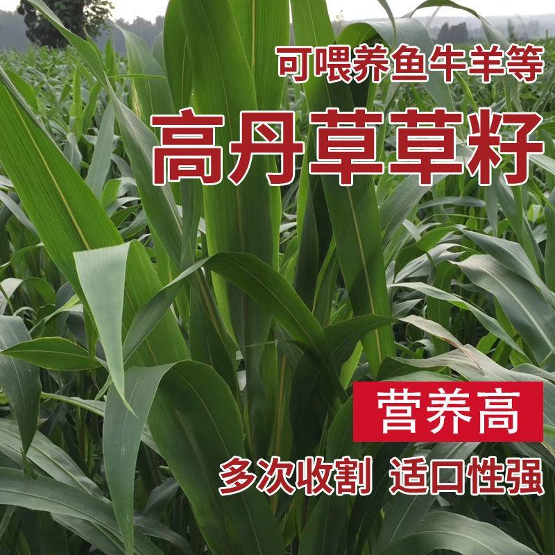高丹草种子牧草种籽多年生种孑四季收割高产型高丹王牧草种子