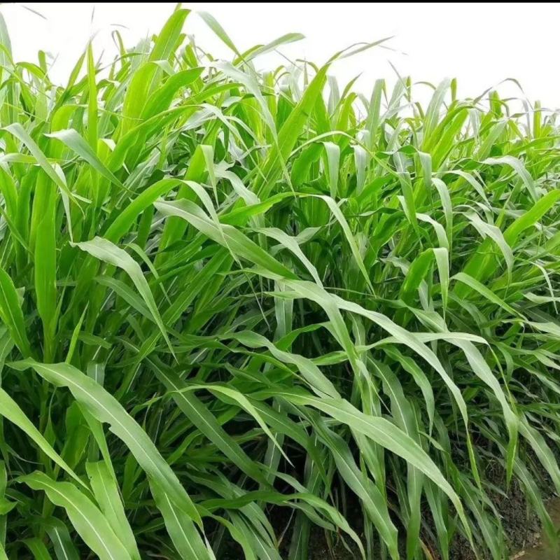 高丹草种子牧草种籽多年生种孑四季收割高产型高丹王牧草种子
