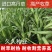 高丹草种子牧草种籽多年生种孑四季收割高产型高丹王牧草种子