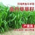 高丹草种子牧草种籽多年生种孑四季收割高产型高丹王牧草种子