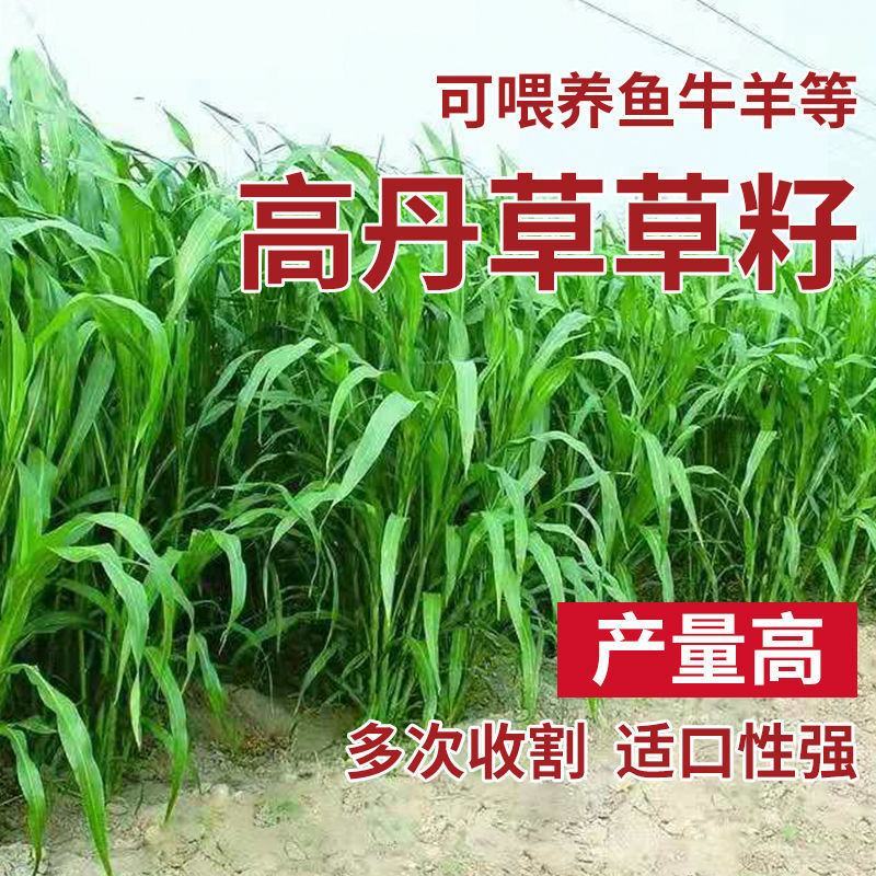 高丹草种子牧草种籽多年生种孑四季收割高产型高丹王牧草种子