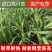 高丹草种子牧草种籽多年生种孑四季收割高产型高丹王牧草种子