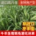 高丹草种子牧草种籽多年生种孑四季收割高产型高丹王牧草种子